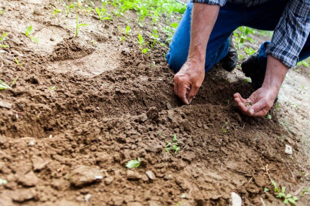 organic farming