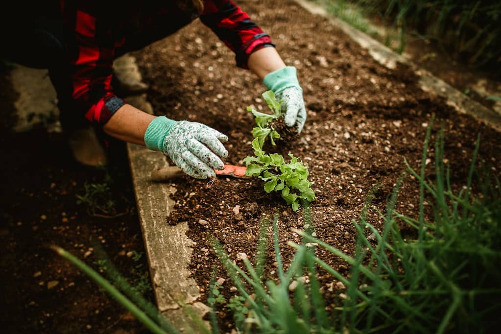 organic farming