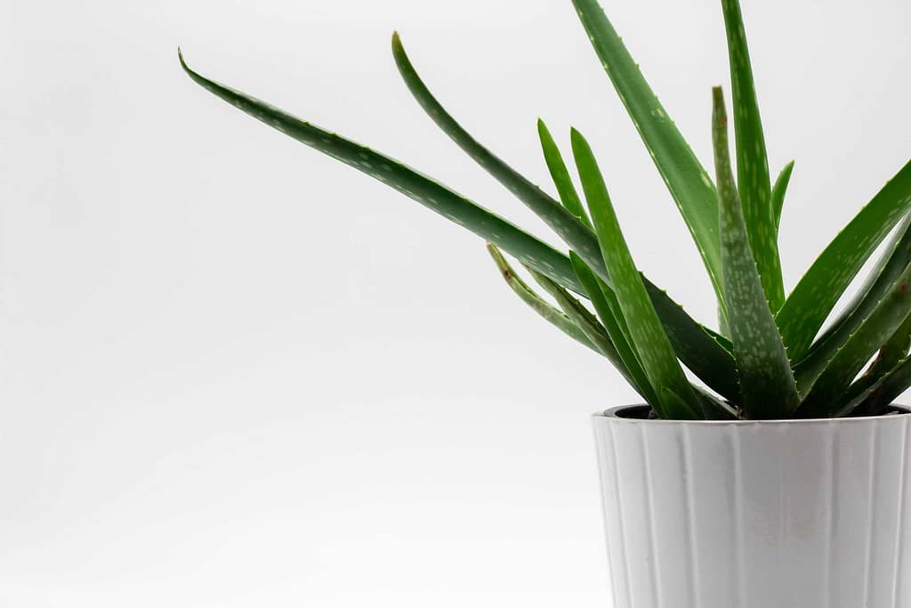 air purifying plants